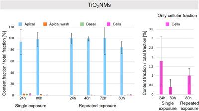 Fate of engineered nanomaterials at the human epithelial lung tissue barrier in vitro after single and repeated exposures